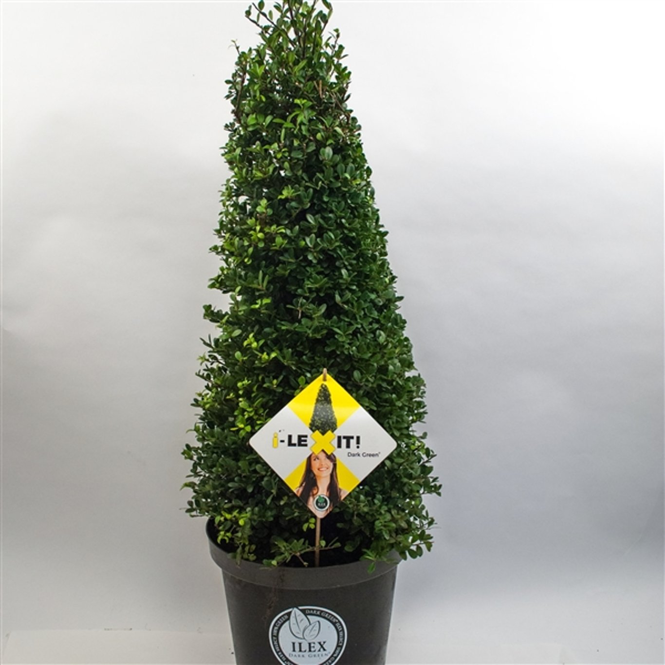 Ilex crenata 'Dark Green'® - 60-70 CM Cone Cont.